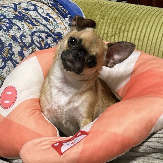 お気に入りの枕の上のレアンちゃん