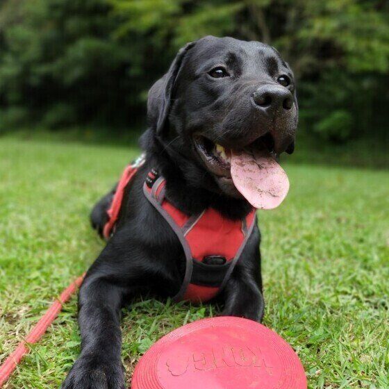 犬は夜行性なの 夜活動的な犬の生活リズムについて聞いた いぬのきもちweb Magazine