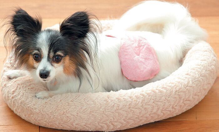 あずきのホットアイマスクで血流UP