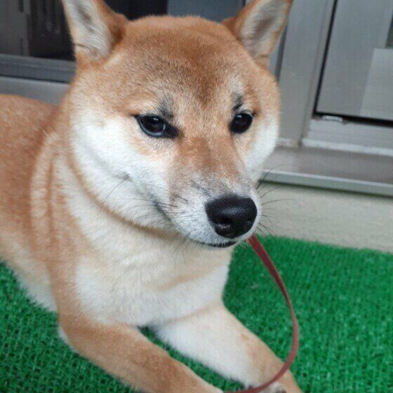 ぼーっとする柴犬