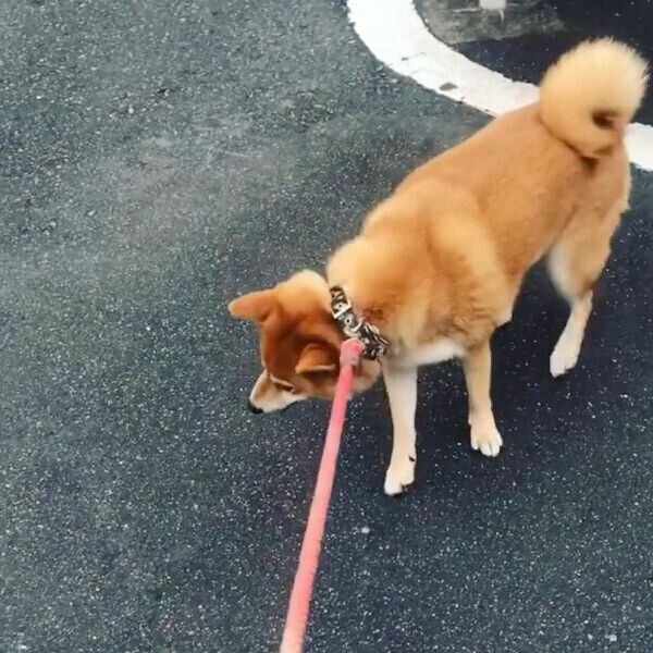 お散歩が好きなエマちゃん