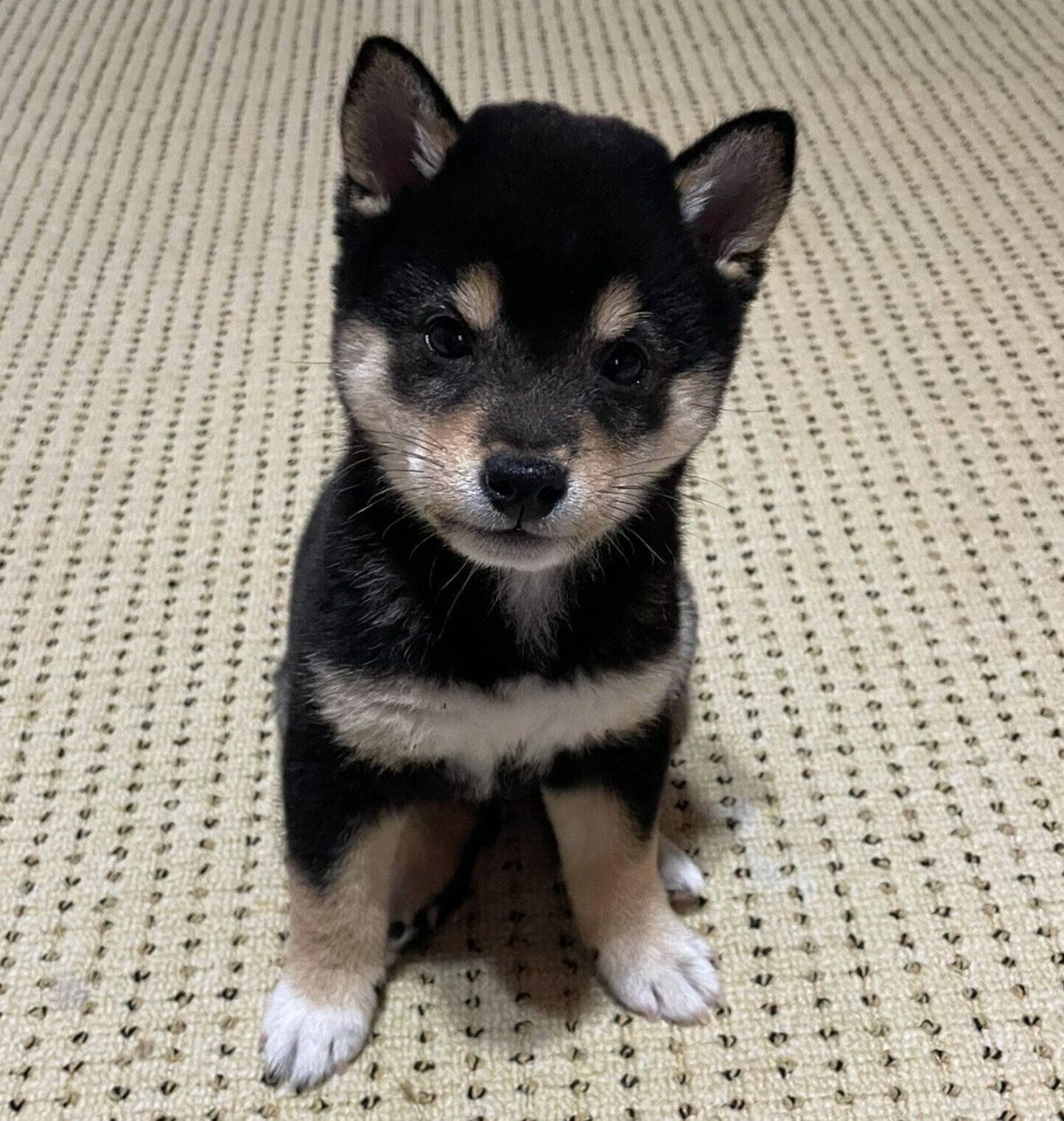 お迎えしたころのこたくん