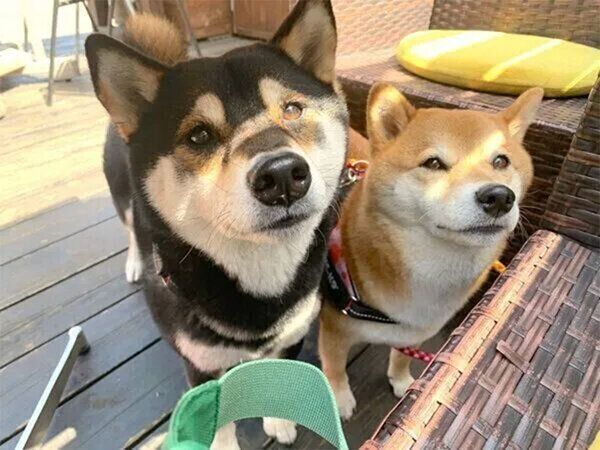 ゆずちゃん、はなちゃん