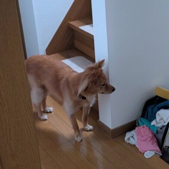 Ｍｉｘ（雑種）中型犬　お出迎え