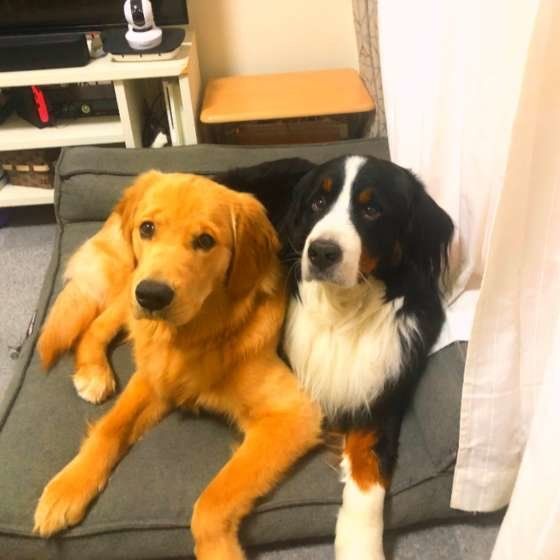 なんで?犬種の特性を知っておくべき理由