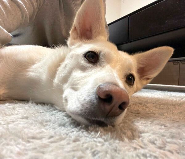 まったりするハクちゃん