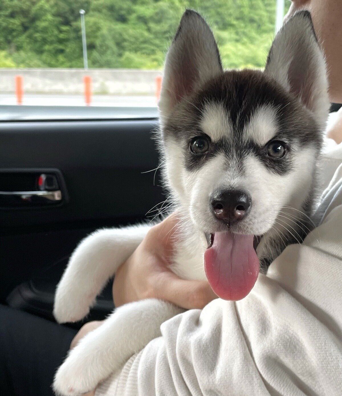 お迎えした日のウカちゃん