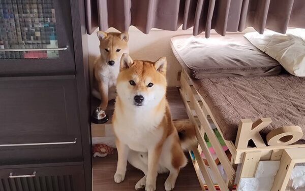 おやつが欲しいこむぎくん、わらびちゃん