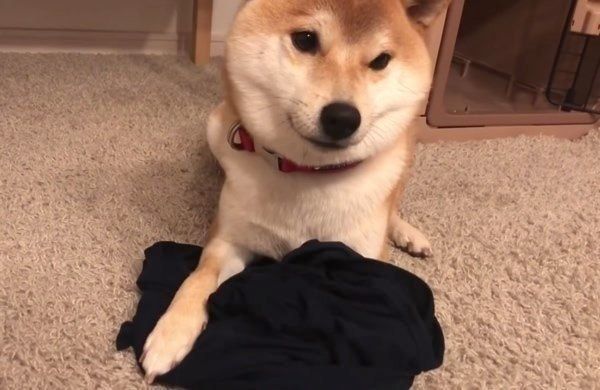 ヒートテックを奪う柴犬