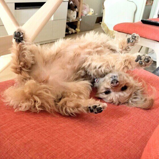 MIXのあんずちゃん