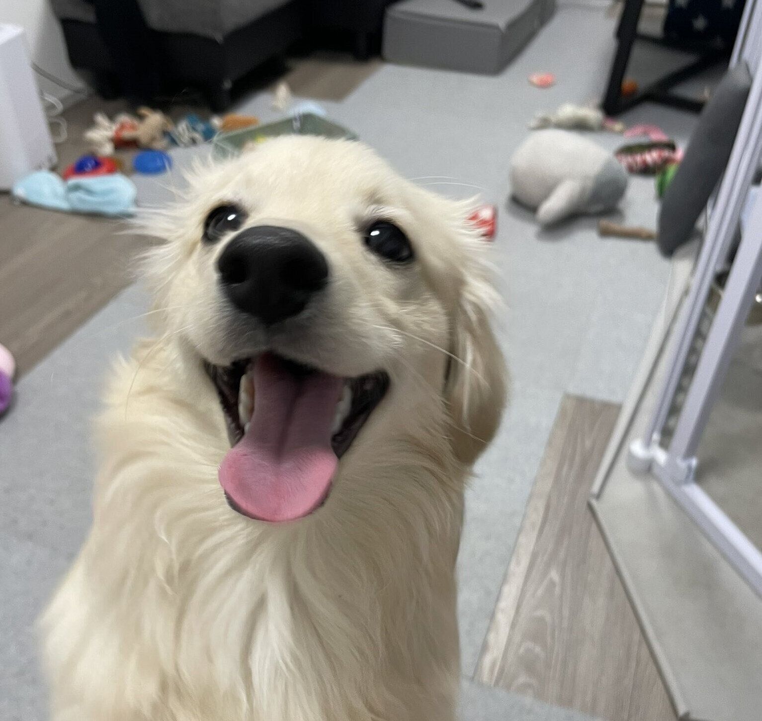 いつの間にかお風呂好きになった犬 「お風呂が沸きました」を笑顔で