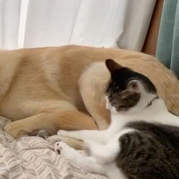 まだ怒りがおさまらないななちゃん