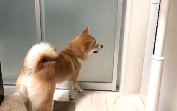 戸の開け方を完全にマスターしたこまりちゃん