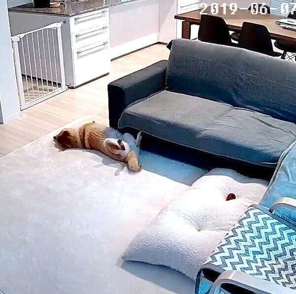 お留守番中の味噌ちゃん