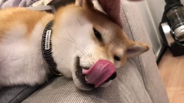 寝落ち寸前の柴犬