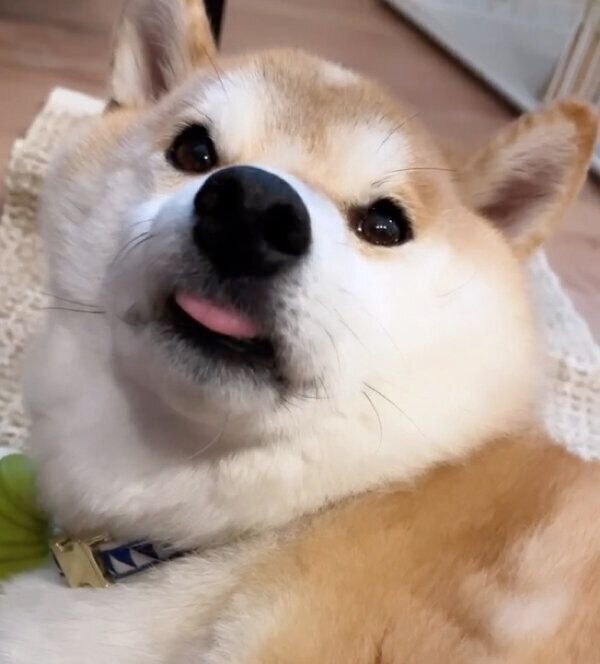 舌をしまい忘れるこてつくん