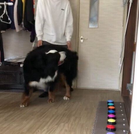 興奮気味に飼い主さんへ近づく八兵衛くん