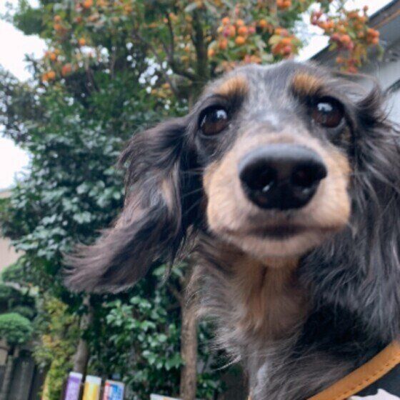 ミニチュア・ダックスフンド 柿の木 いぬのきもち