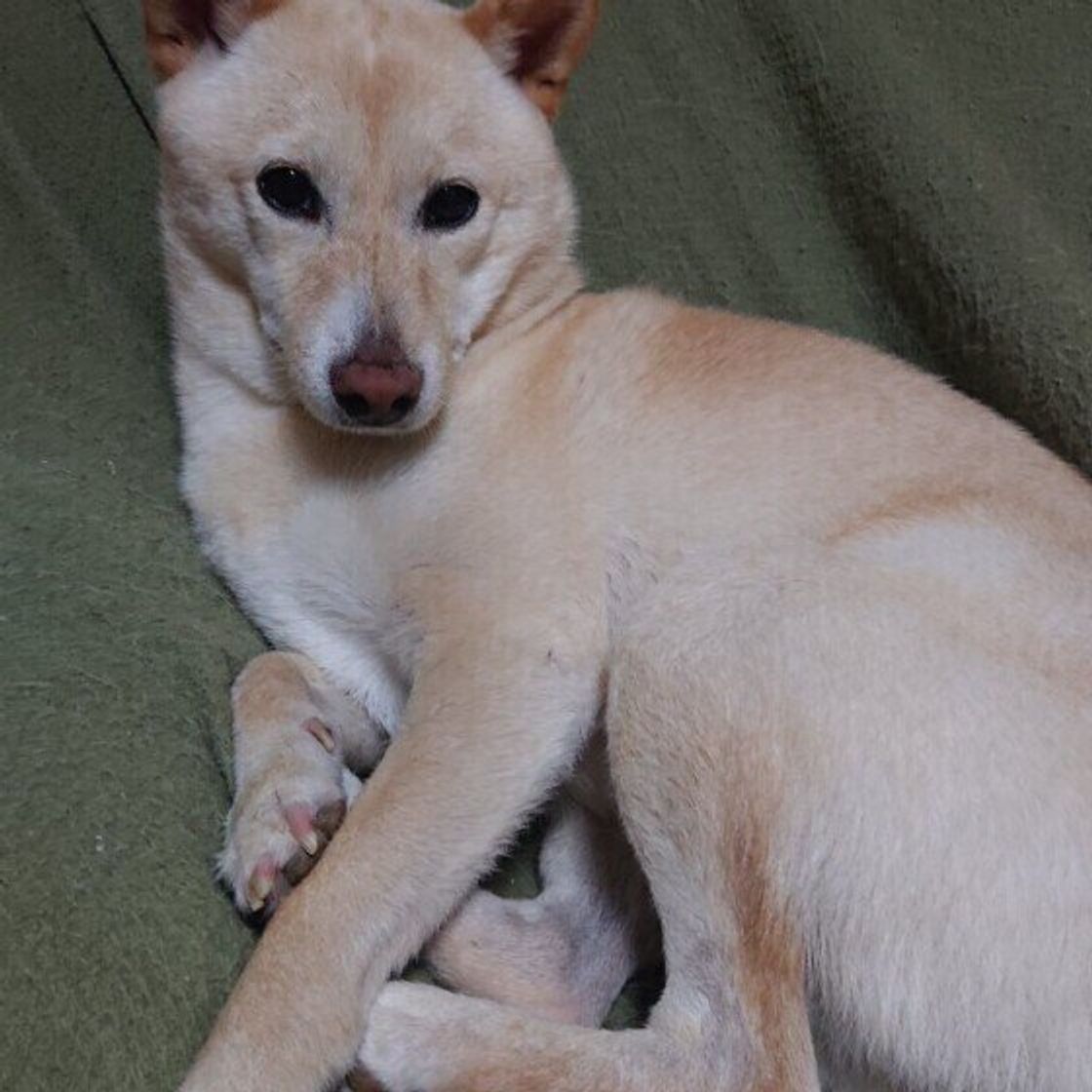 白柴 は珍しい毛色だった 柴の特徴や歴史をご紹介 いぬのきもちweb Magazine 白柴 は珍しい毛色だった 柴の特徴や歴史をご紹介 いぬのきもちweb Magazine