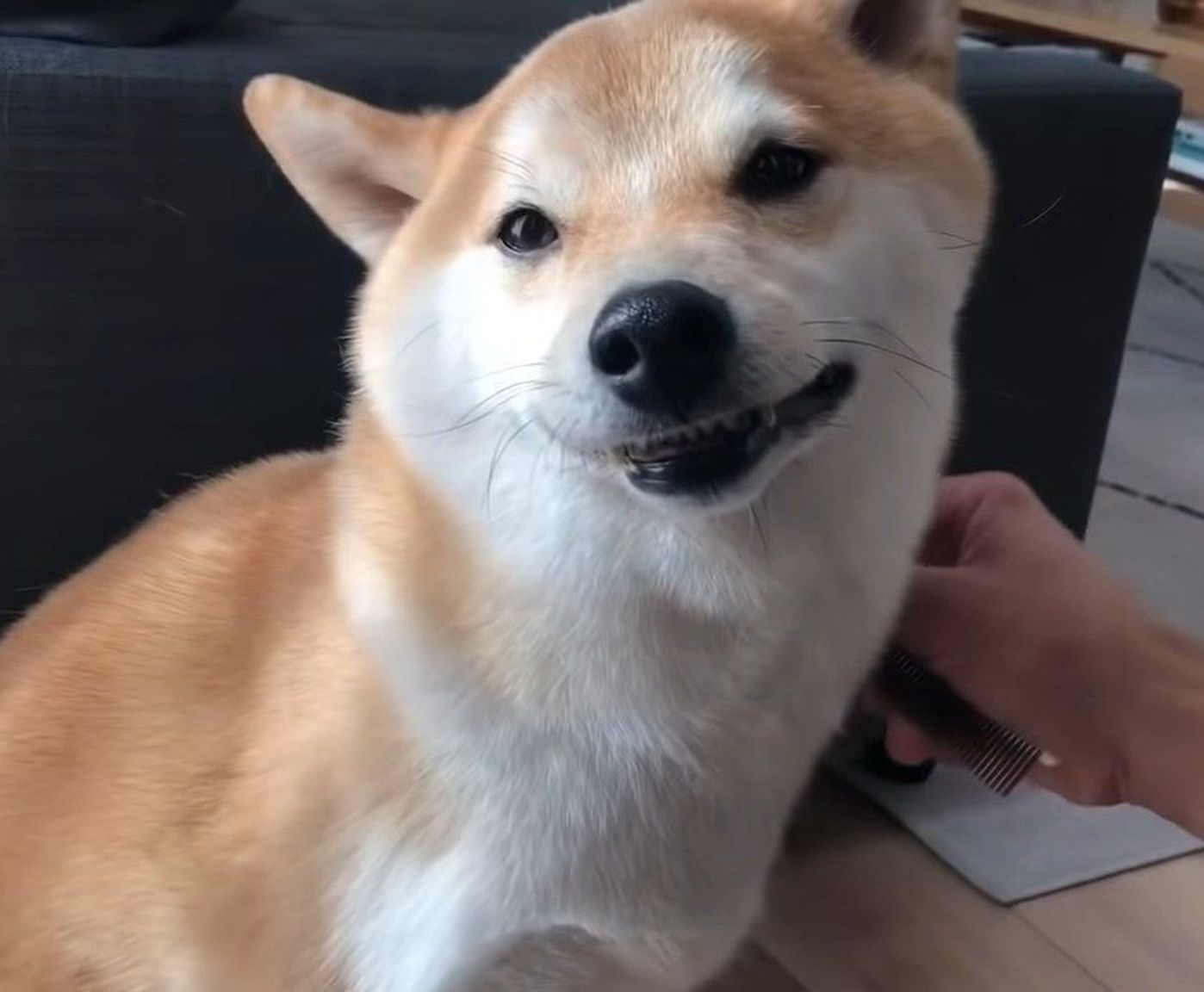 ブラッシングが気持ちよさ過ぎて 最高の笑顔を見せる柴 いぬのきもちweb Magazine ブラッシングが気持ちよさ過ぎて 最高の笑顔を見せる柴 いぬのきもちweb Magazine