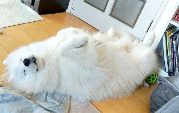 おなかを出すソランくん