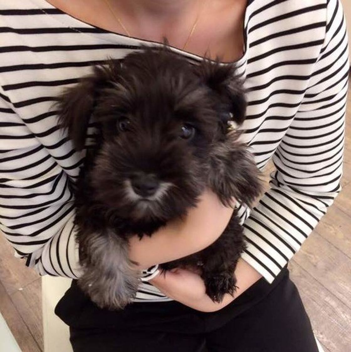 多頭飼いに向かない犬の特徴 知らないと後悔するケースも いぬのきもちweb Magazine 多頭飼いに向かない犬の特徴 知らないと後悔するケースも いぬのきもちweb Magazine