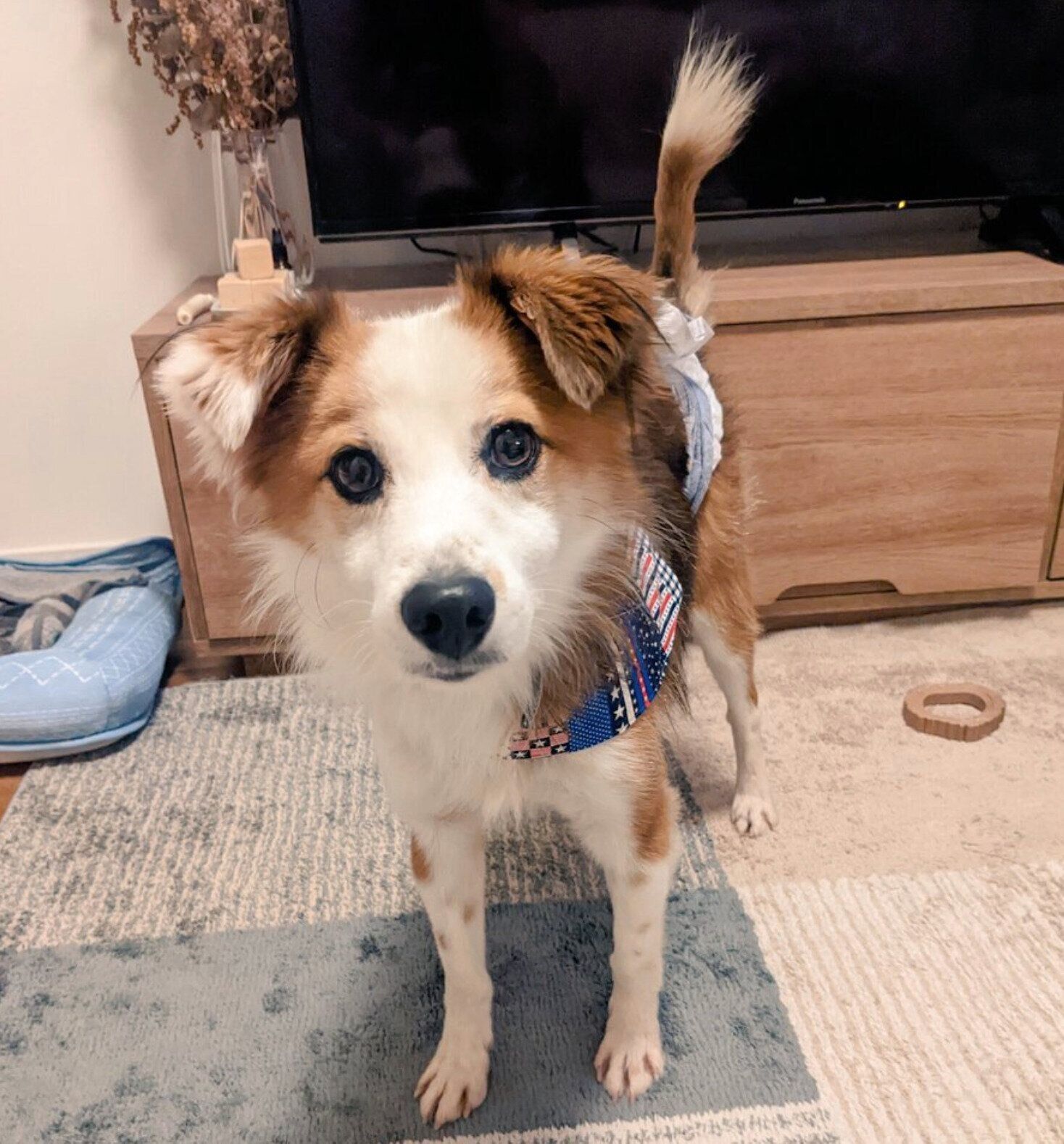 トライアル開始時のふう太くん