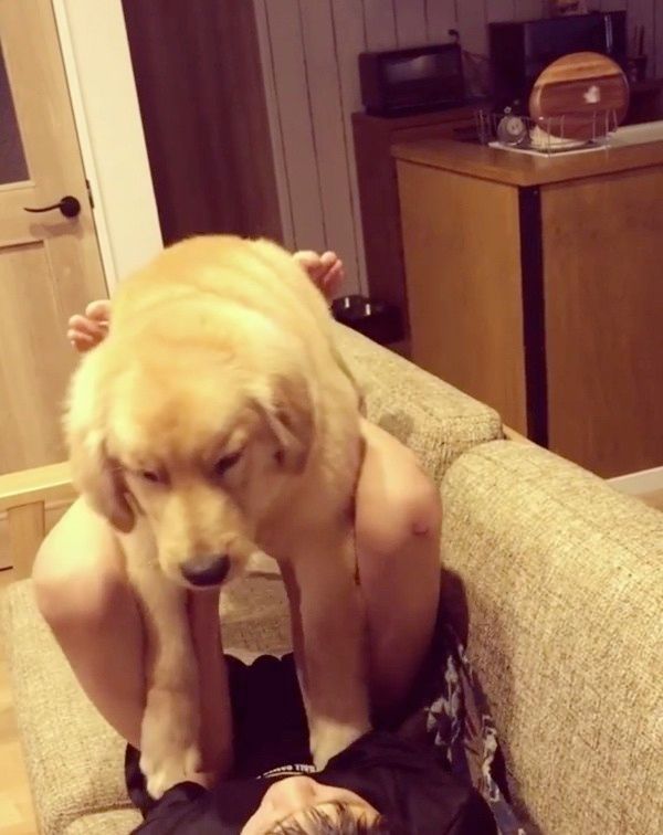 高い高いされるゴールデン・レトリーバー