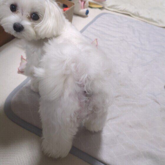 マルチーズ　しっぽ