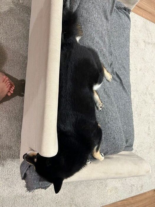 スゴい体勢で眠るめいちゃん