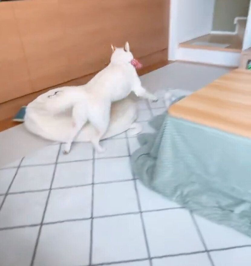 ハーネスをつけるための罠だと察しているおもちちゃん