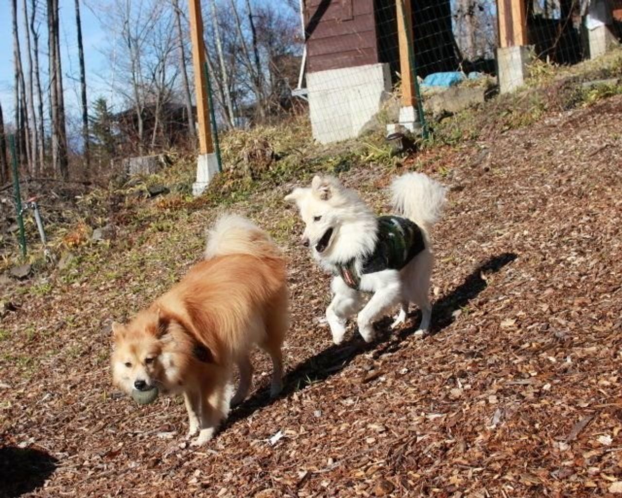 大吉への懺悔 穴澤賢の犬のはなし いぬのきもちweb Magazine 大吉への懺悔 穴澤賢の犬のはなし いぬのきもちweb Magazine