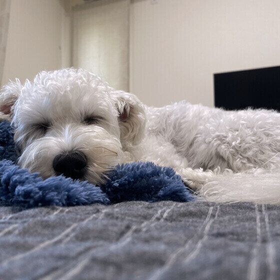 昼寝をしている小型Mix犬