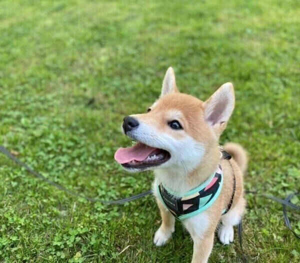 お散歩を楽しむきなこちゃん