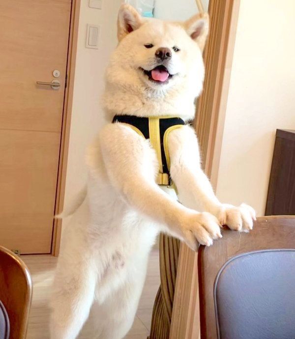 立つ任三郎くん