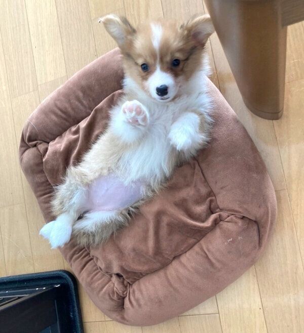 ヘソ天するぺぺちゃん