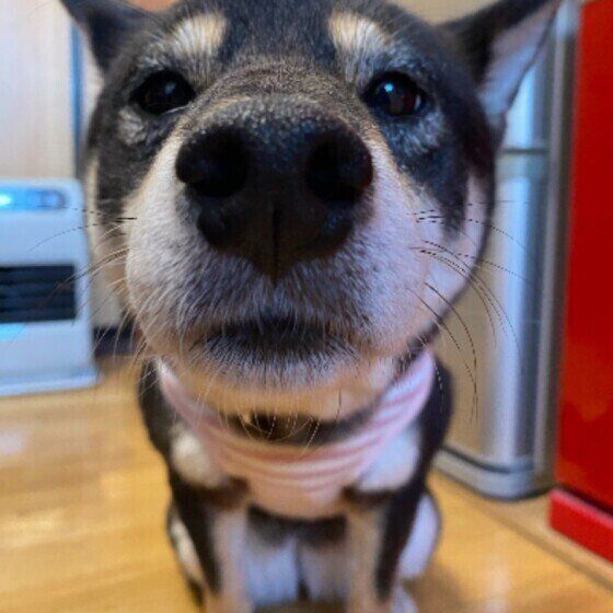 犬のヒートショックはなぜ起こる？ 寒い季節の注意点や予防法を獣医師に聞いた いぬのきもち