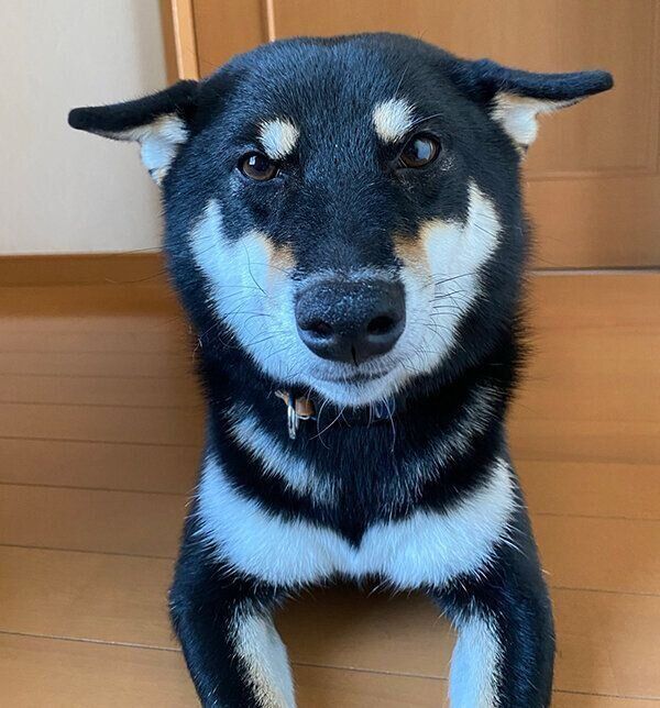 見つめるチョコちゃん