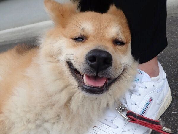 飼い主さんのスニーカーを“枕”にして寝転がるもなかちゃん