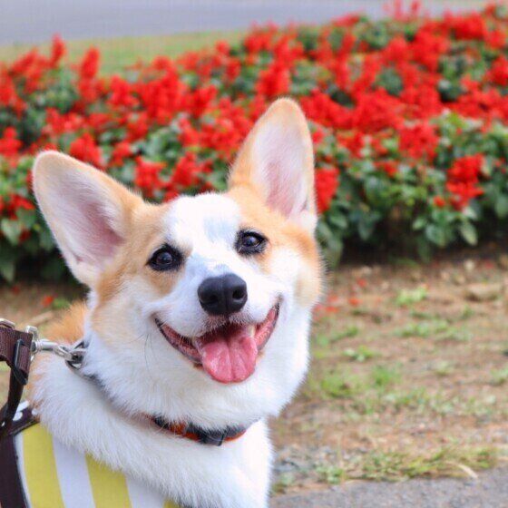 マハロちゃん（ウェルシュ・コーギー・ペンブローク）