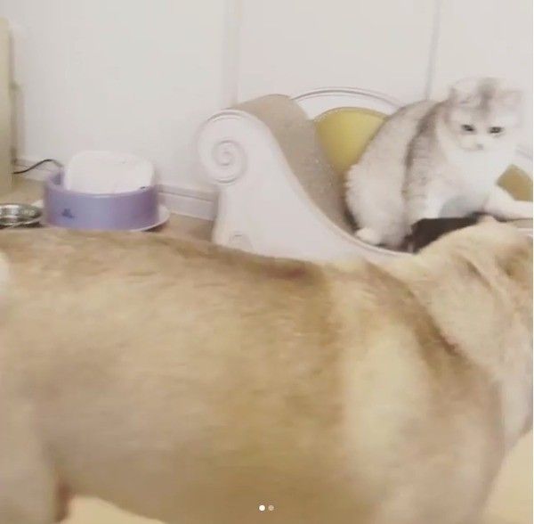 パグとスコティッシュフォールド