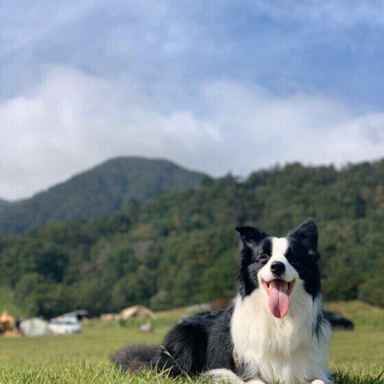 ボーダー・コリーのMIMUちゃん