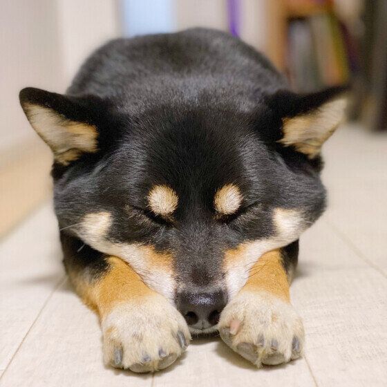 注意が必要な犬のいびきは？ 犬がいびきをかくときに注意すること いぬのきもち