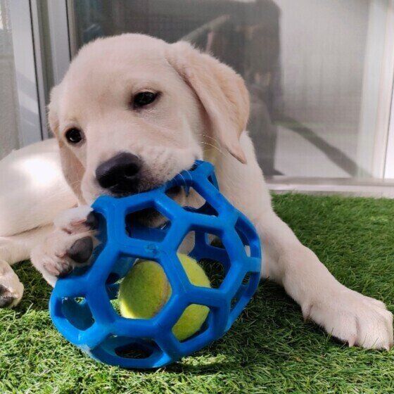 ラブラドール・レトリーバー