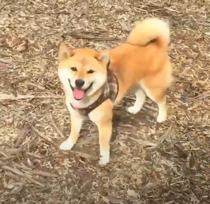 ドッグランを満喫する柴犬