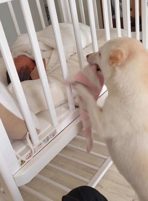 弟くんを見守るまめたちゃん
