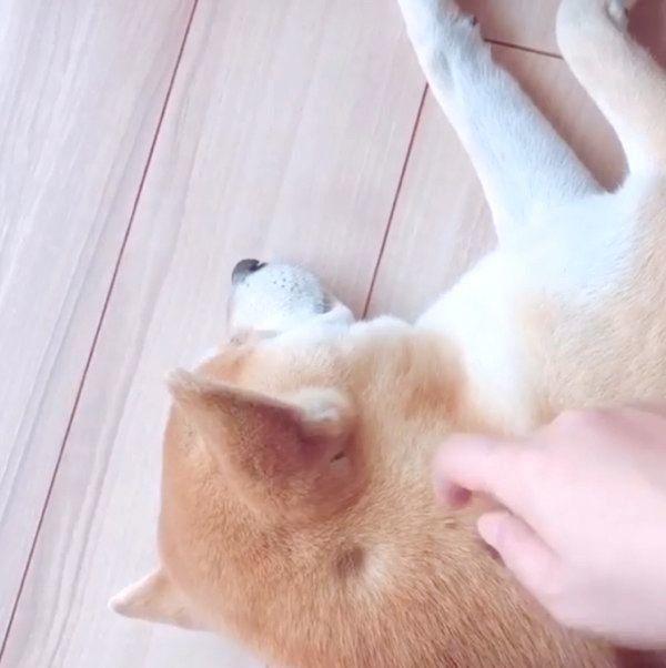 くつろぐHaluくん