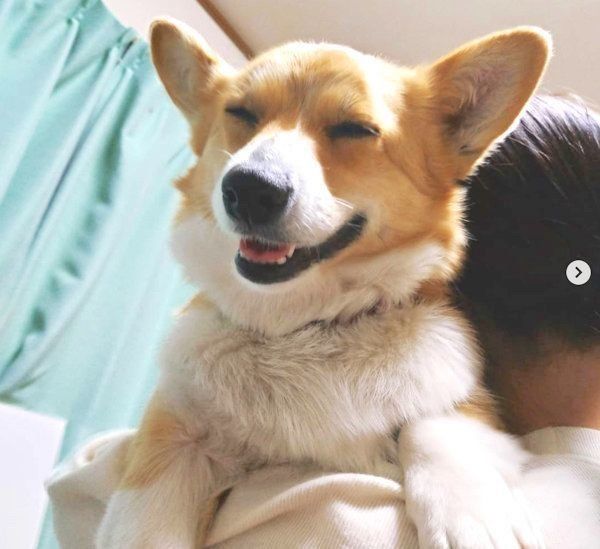 元保護犬・コーギーのゆずちゃん