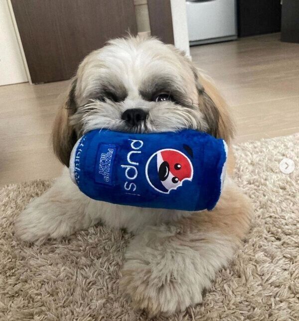 おもちゃをくわえるほっぷくん