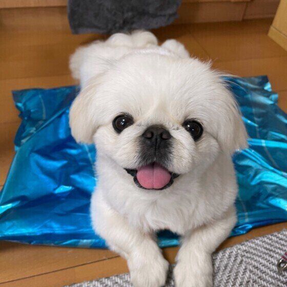 いつも飼い主と一緒にいたい 犬の嫉妬深い行動 にどう対応すればいい いぬのきもちweb Magazine